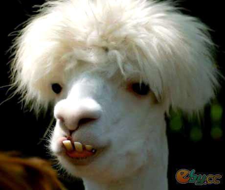 羊驼的搞笑图片,萌态可掬，笑料百出