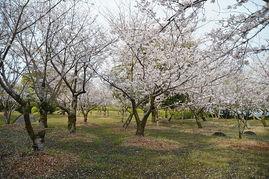 日本樱花的图片,日本樱花绽放的浪漫画卷