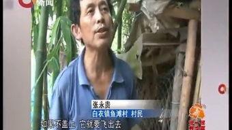 搞笑舞蹈下蛋公鸡,搞笑舞蹈“下蛋公鸡”带你笑翻天